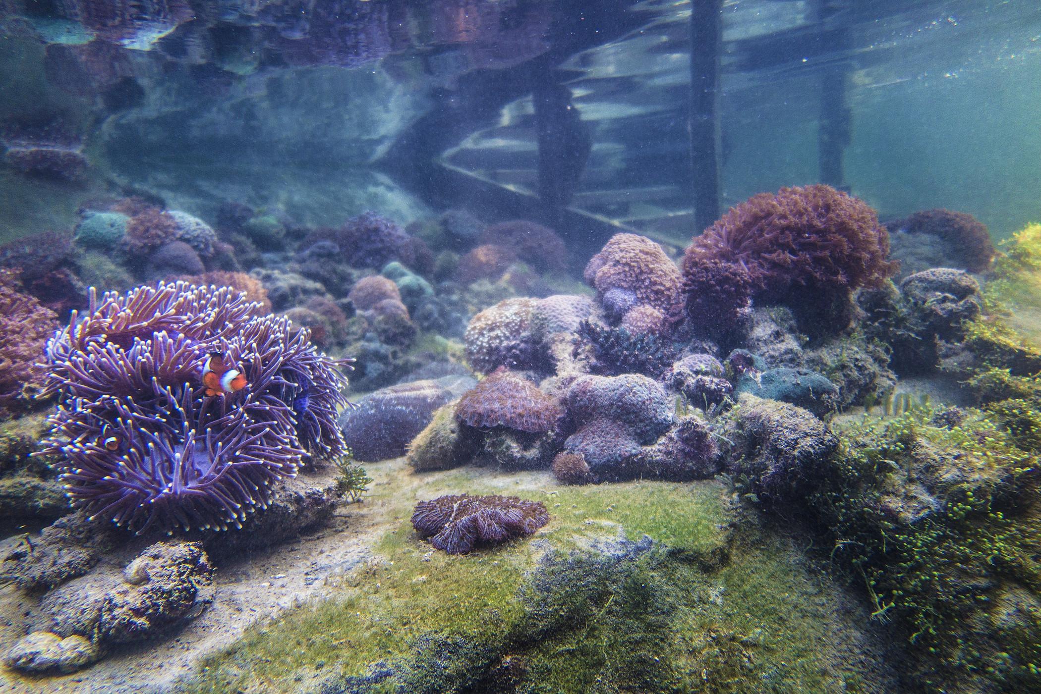 The Andaman, A Luxury Collection Resort, Langkawi Exterior foto Sea urchins and sea anemones